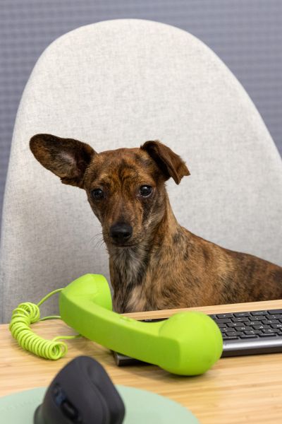 Unser Podium Studio Hund